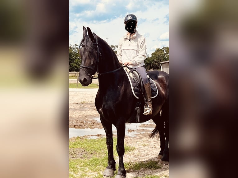 Friesian horses Gelding 13 years 16,1 hh Black in Trebbin
