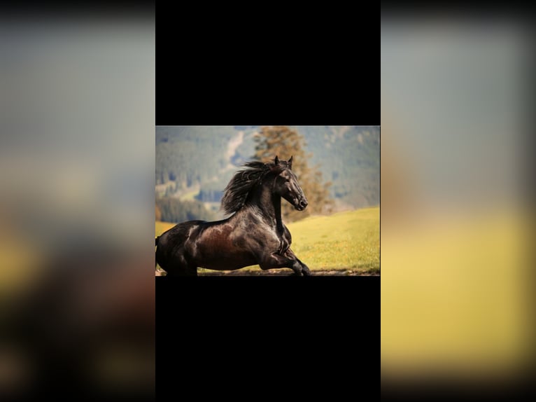 Friesian horses Gelding 13 years 17,1 hh Black in Halblech