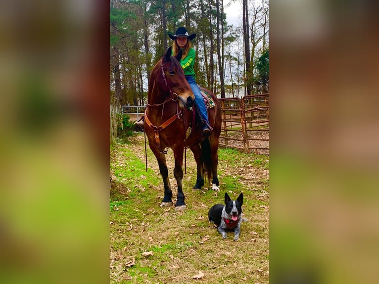 Friesian horses Gelding 13 years Bay in Summerville SC