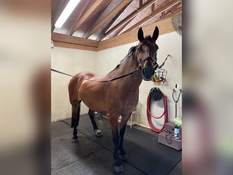 Friesian horses Gelding 13 years Bay in Summerville SC