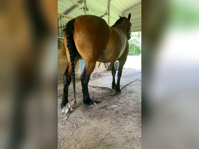 Friesian horses Gelding 13 years Bay in Summerville SC