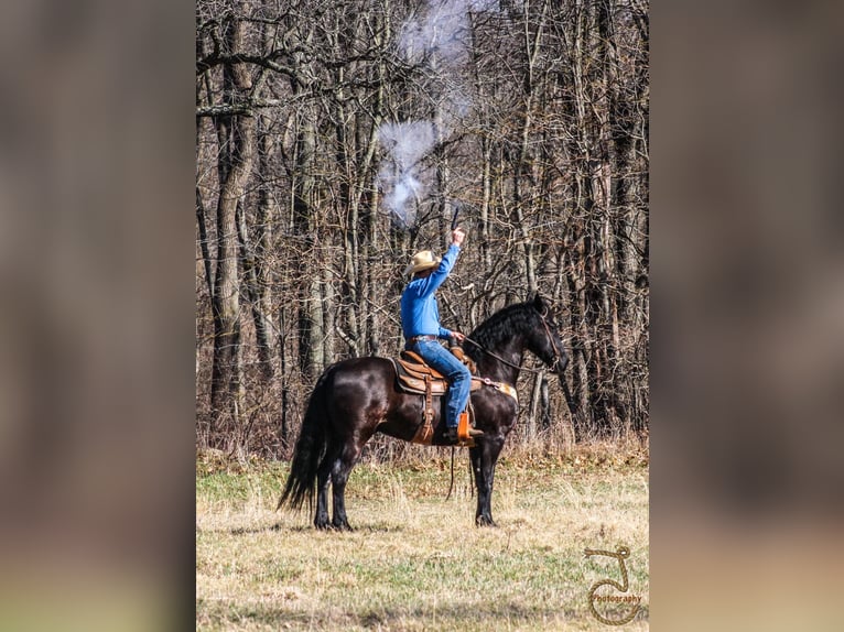 Friesian horses Gelding 13 years Brown in wALKERTON in