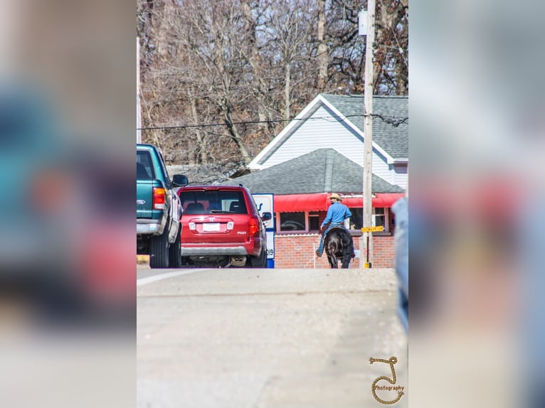 Friesian horses Gelding 13 years Brown in wALKERTON in