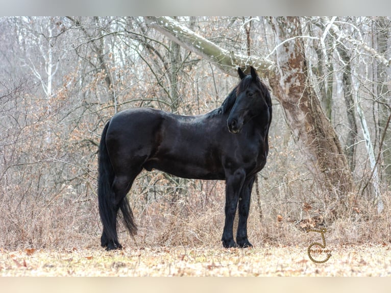 Friesian horses Gelding 13 years Brown in wALKERTON in