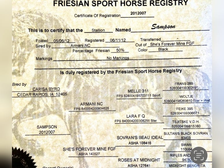 Friesian horses Gelding 13 years Brown in wALKERTON in