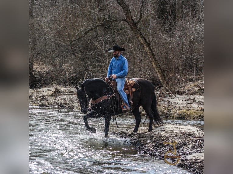 Friesian horses Gelding 13 years Brown in wALKERTON in