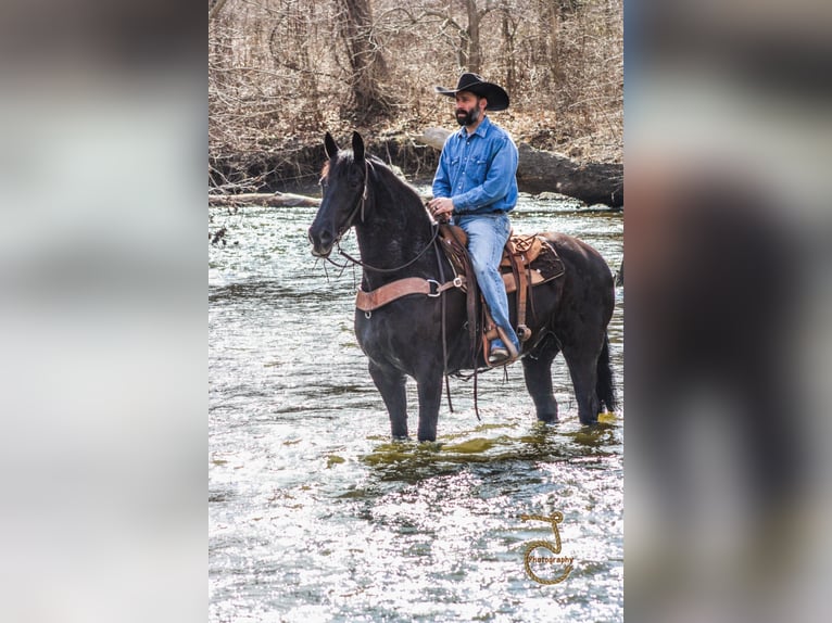 Friesian horses Gelding 13 years Brown in wALKERTON in