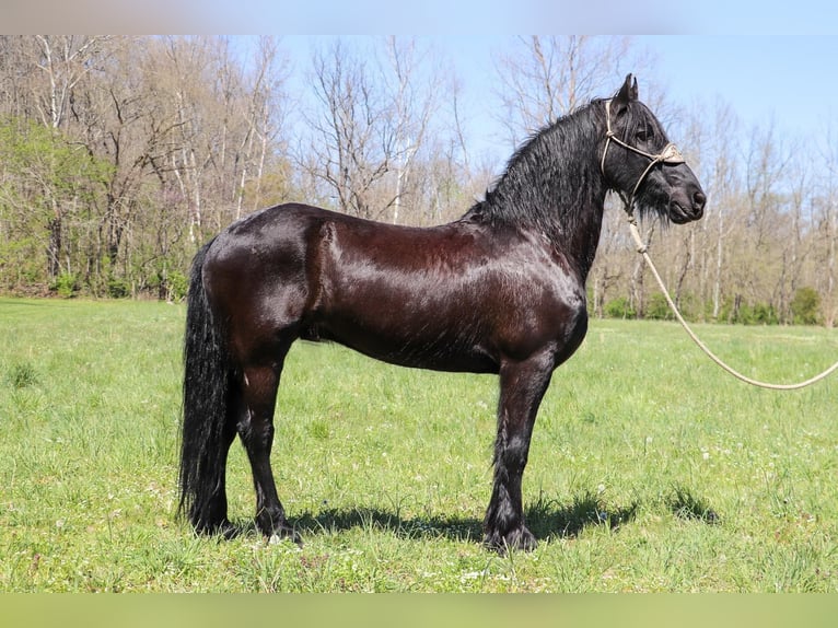 Friesian horses Gelding 14 years 15,2 hh Black in Hillsboro KY