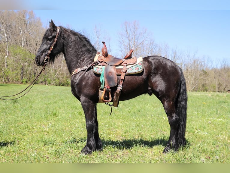 Friesian horses Gelding 14 years 15,2 hh Black in Hillsboro KY