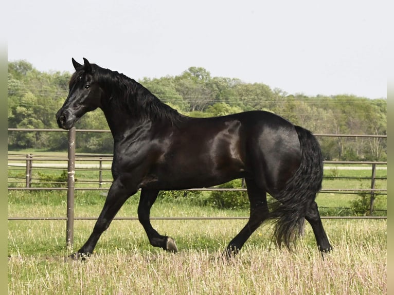 Friesian horses Gelding 14 years 15,3 hh Black in Oelwein IA