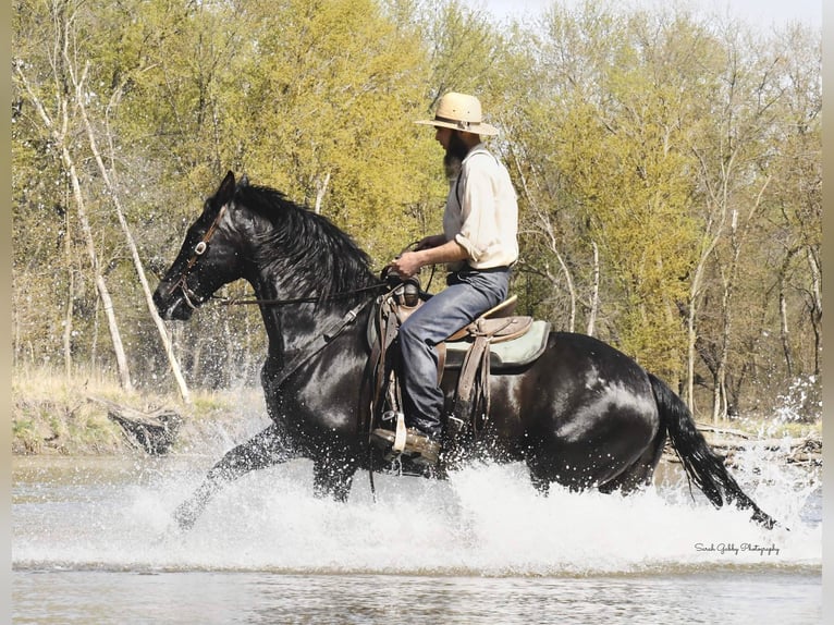 Friesian horses Gelding 14 years 15,3 hh Black in Oelwein IA