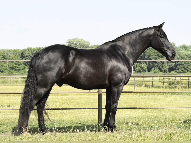 Friesian horses Gelding 14 years 15,3 hh Black in Oelwein IA