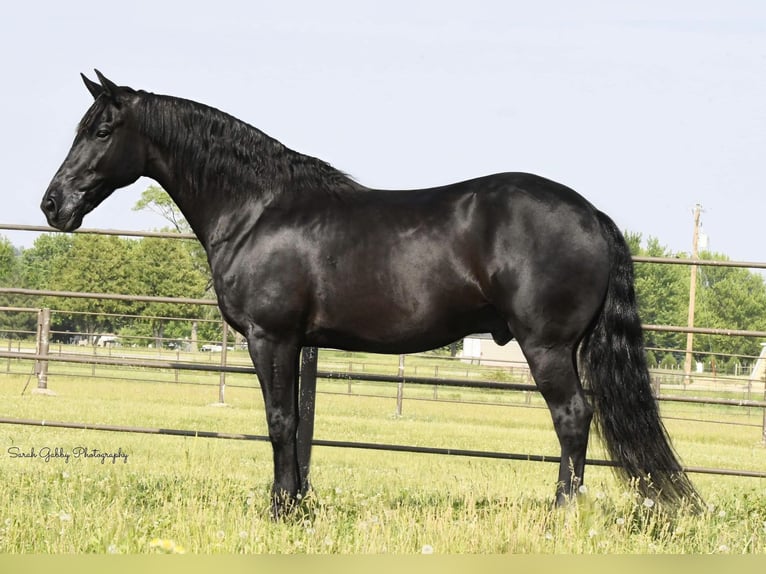 Friesian horses Gelding 14 years 15,3 hh Black in Oelwein IA