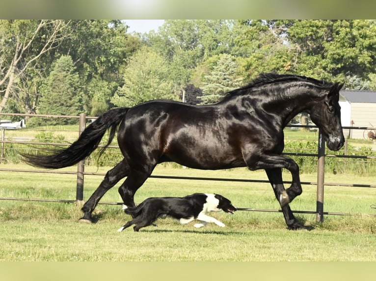 Friesian horses Gelding 14 years 15,3 hh Black in Oelwein IA