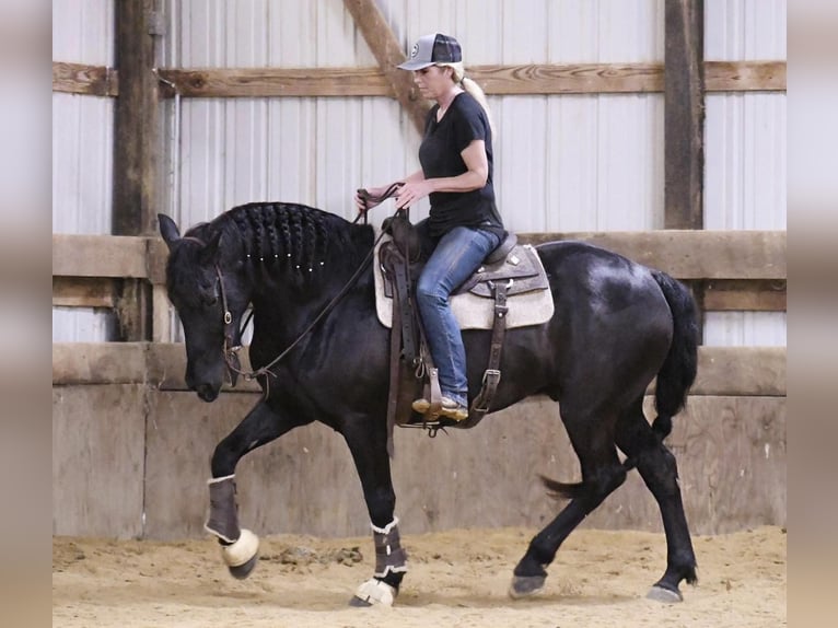 Friesian horses Gelding 14 years 15,3 hh Black in Oelwein IA