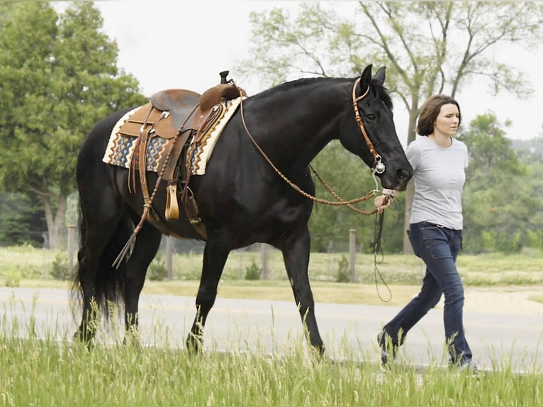 Friesian horses Gelding 14 years 15,3 hh Black in Oelwein IA