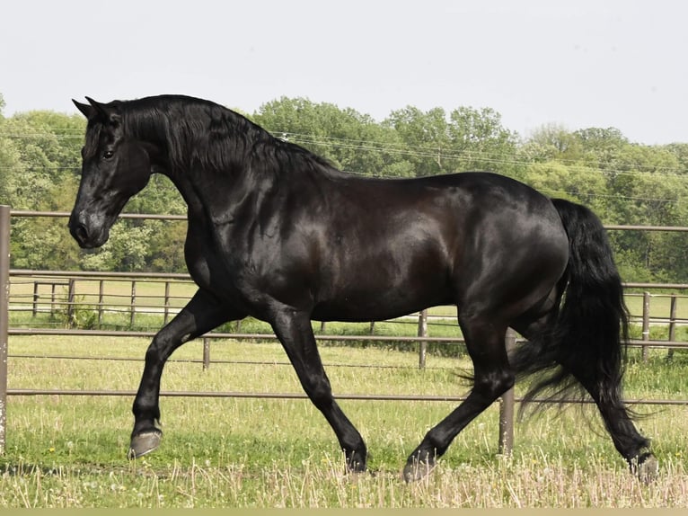 Friesian horses Gelding 14 years 15,3 hh Black in Oelwein IA