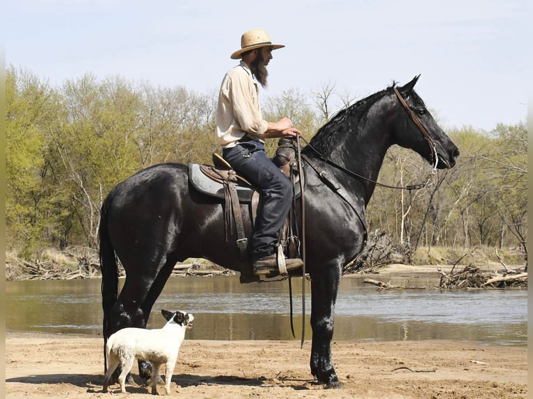 Friesian horses Gelding 14 years 15,3 hh Black in Oelwein IA