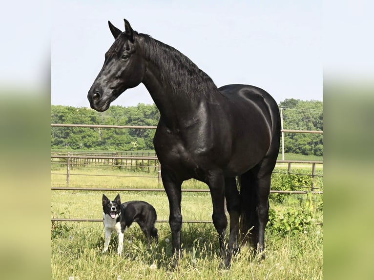 Friesian horses Gelding 14 years 15,3 hh Black in Oelwein IA