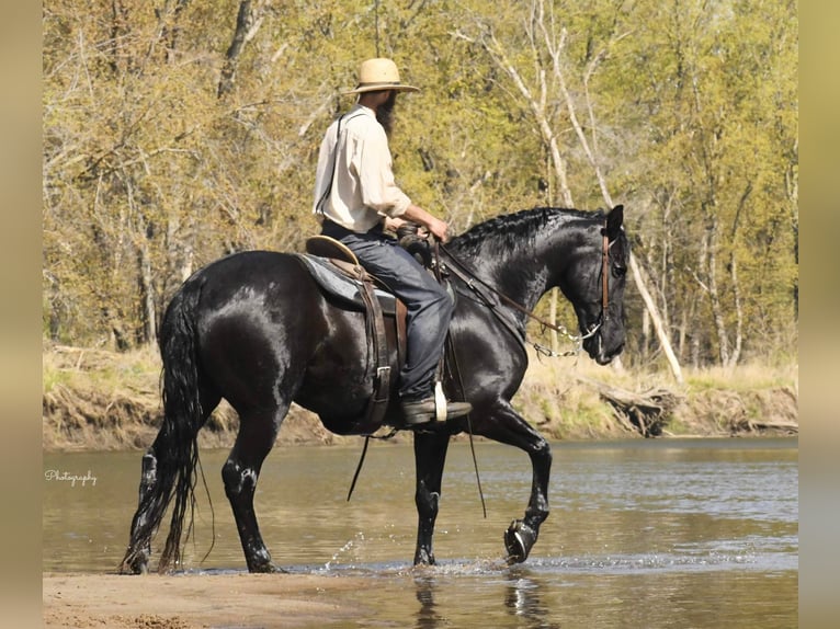 Friesian horses Gelding 14 years 15,3 hh Black in Oelwein IA