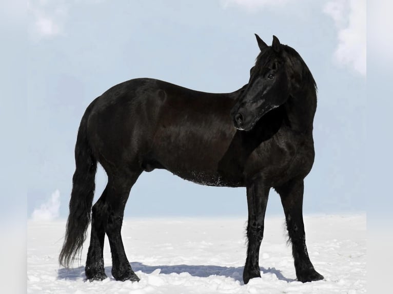 Friesian horses Gelding 14 years 15,3 hh Black in Oelwein IA