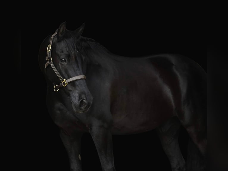 Friesian horses Gelding 14 years 15,3 hh Black in Oelwein IA