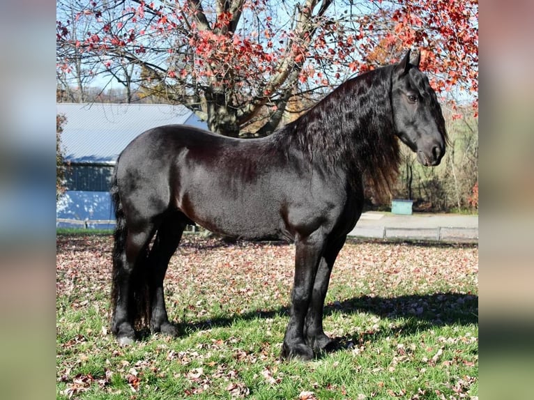 Friesian horses Gelding 14 years 16,2 hh Black in Allentown, NJ