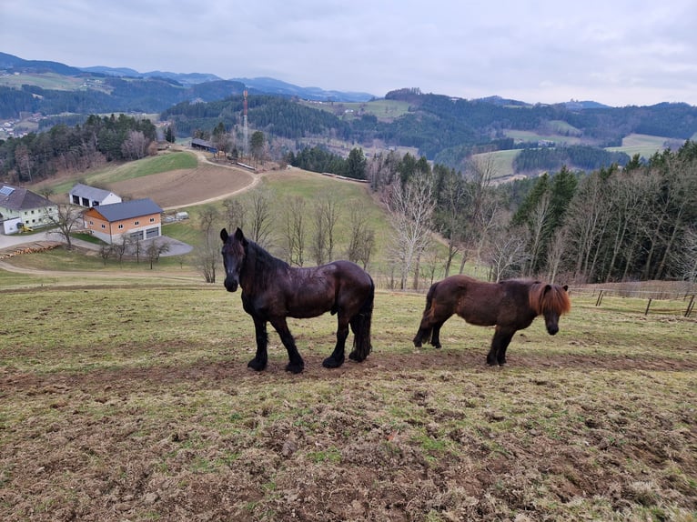 Friesian horses Gelding 14 years 16,2 hh Smoky-Black in Pierbach