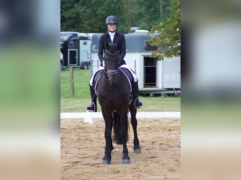 Friesian horses Gelding 14 years 16,1 hh Black in Hägerfelde