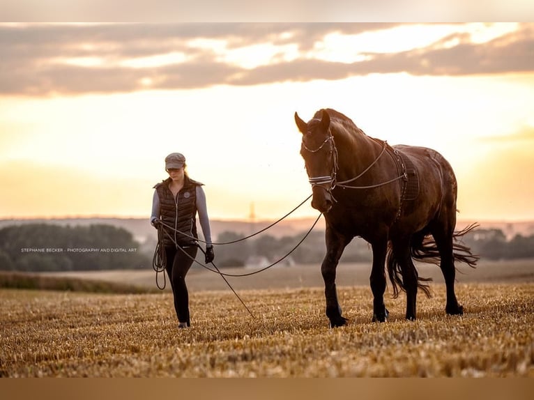 Friesian horses Gelding 14 years 16,1 hh Black in Hägerfelde