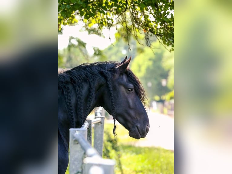 Friesian horses Gelding 14 years 16,1 hh Black in Hägerfelde