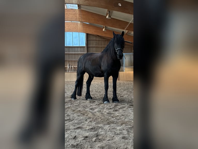 Friesian horses Gelding 14 years in Fischach