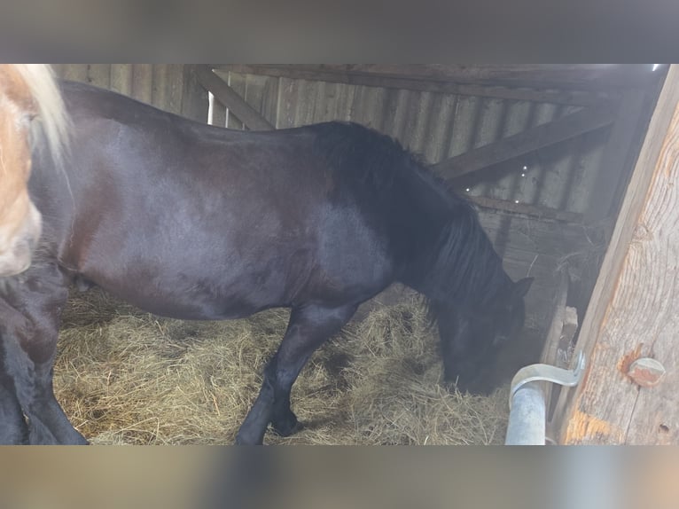 Friesian horses Mix Gelding 15 years 14.3 hh Black in Tielenhemme