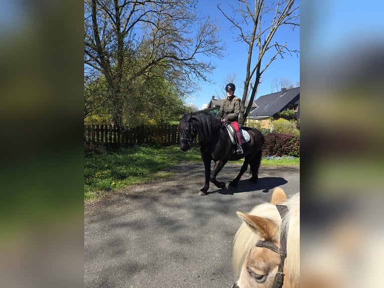 Friesian horses Mix Gelding 15 years 14.3 hh Black in Tielenhemme