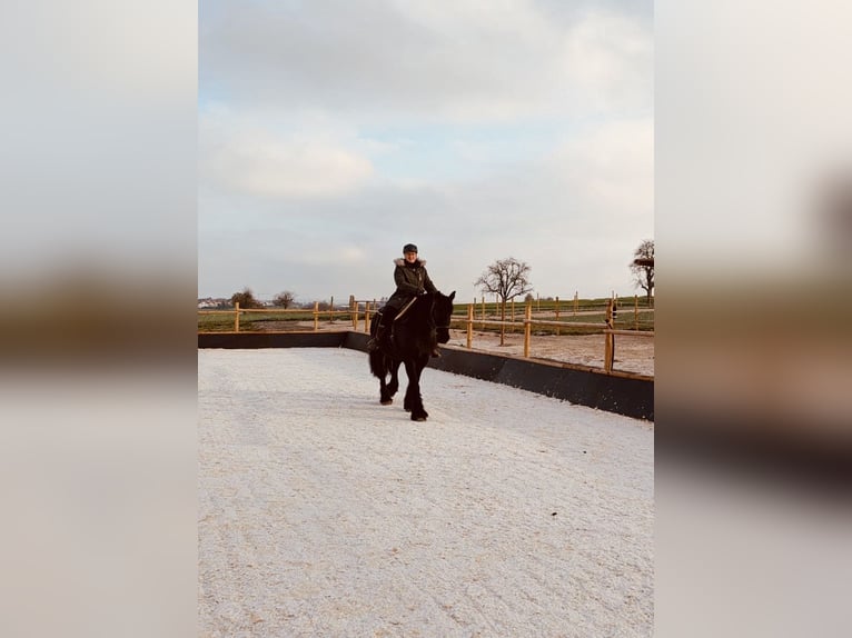 Friesian horses Mix Gelding 15 years 15,2 hh Black in Hemmingen