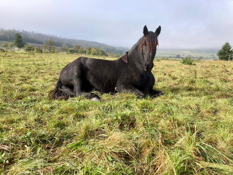 Friesian horses Gelding 15 years 15.2 hh Black in Hohenfelden