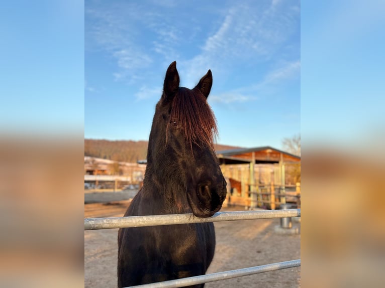 Friesian horses Gelding 15 years 15.2 hh Black in Hohenfelden