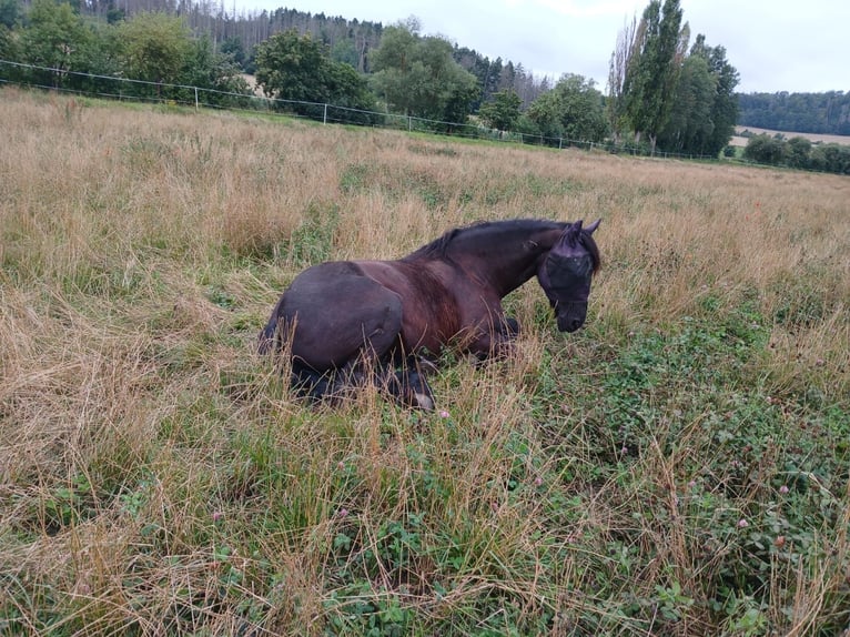 Friesian horses Gelding 15 years 15.2 hh Black in Hohenfelden