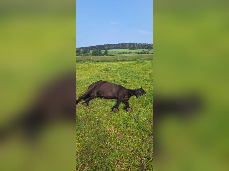 Friesian horses Gelding 15 years 15.2 hh Black in Hohenfelden