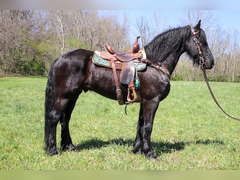 Friesian horses Gelding 15 years 15,2 hh Black in Hillsboro KY