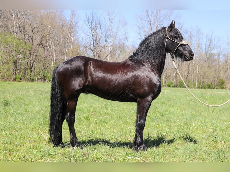 Friesian horses Gelding 15 years 15,2 hh Black in Hillsboro KY