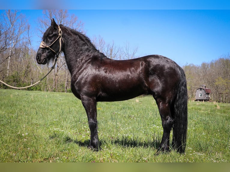 Friesian horses Gelding 15 years 15,2 hh Black in Hillsboro KY