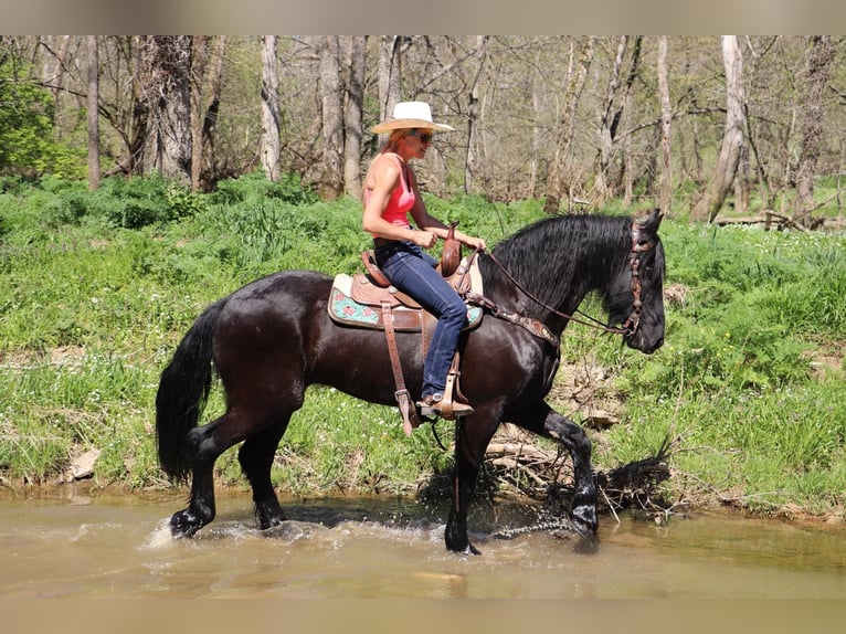 Friesian horses Gelding 15 years 15,2 hh Black in Hillsboro KY