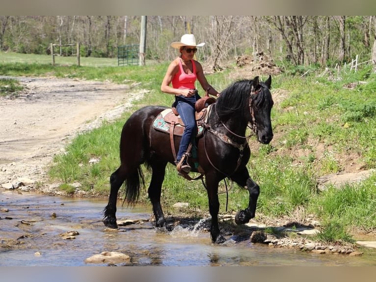 Friesian horses Gelding 15 years 15,2 hh Black in Hillsboro KY