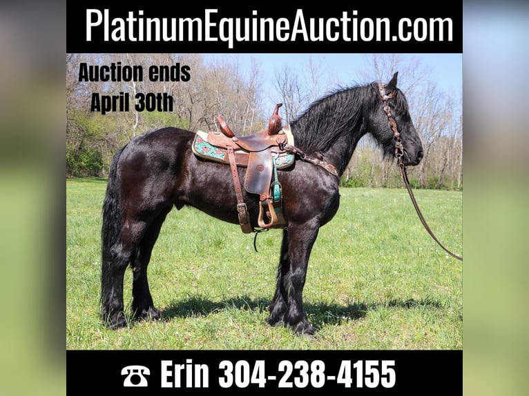 Friesian horses Gelding 15 years 15,2 hh Black in Hillsboro KY