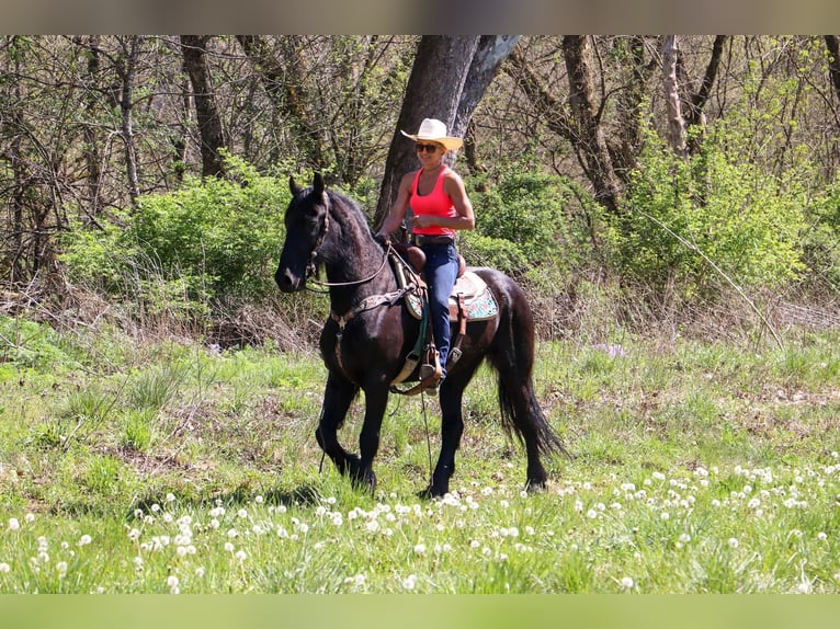 Friesian horses Gelding 15 years 15,2 hh Black in Hillsboro KY