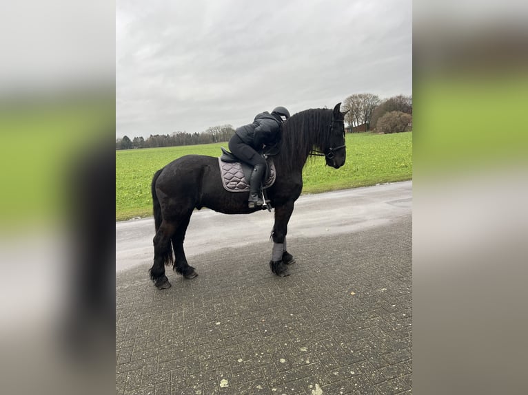 Friesian horses Gelding 15 years 15.3 hh Black in Emsbüren