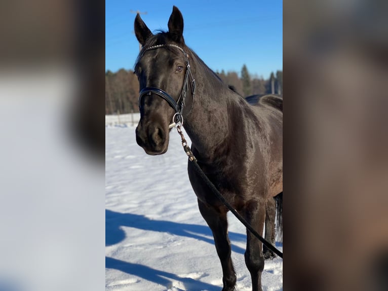 Friesian horses Mix Gelding 15 years 15,1 hh Black in Bad Schwanberg Friesian horses Mix Gelding 15 years 15,1 hh Black in Bad Schwanberg