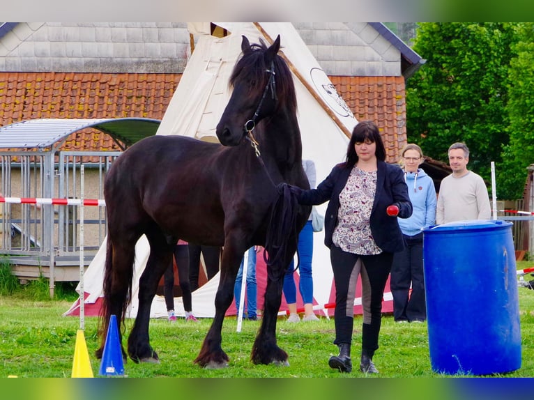 Friesian horses Gelding 15 years 15,2 hh Black in Hohenfelden
