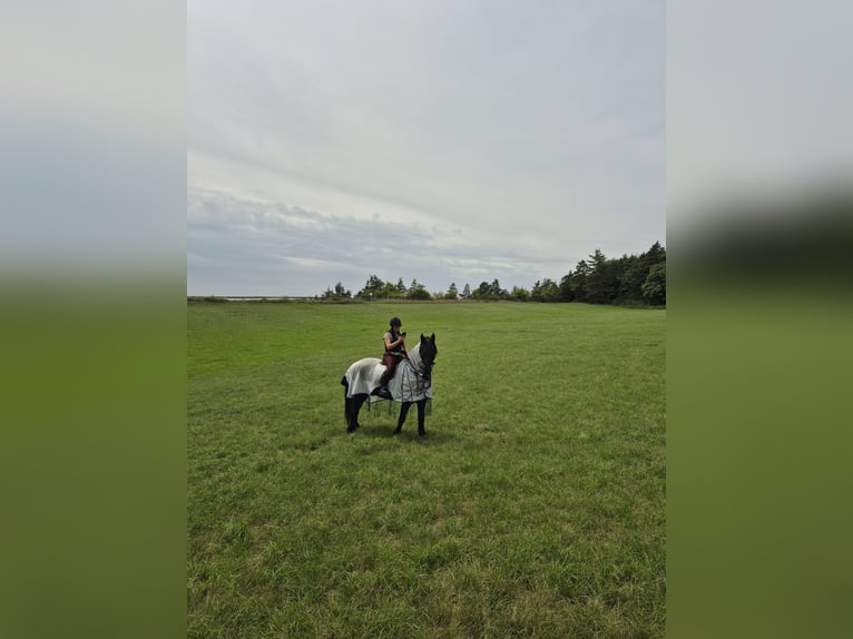 Friesian horses Gelding 15 years 15,2 hh Black in Hohenfelden